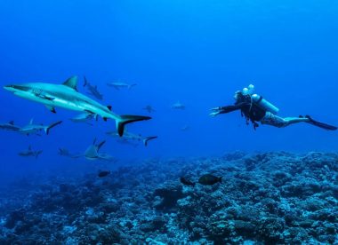 100% Diver Paradise