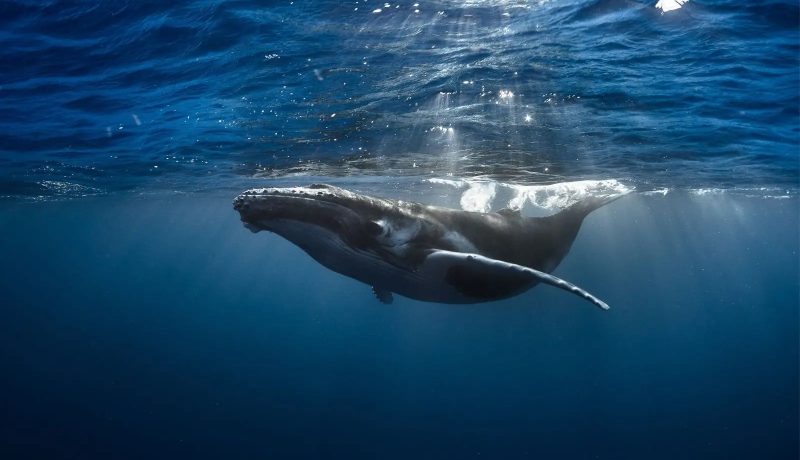 Whale Watching and Polynesian Dream