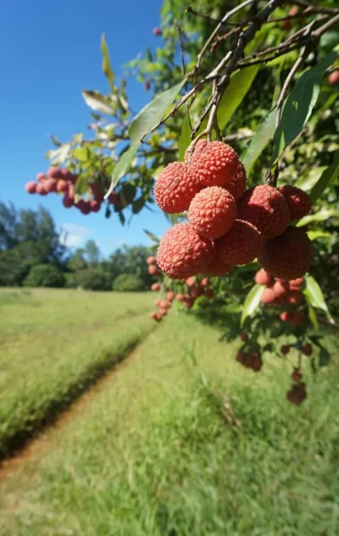 Litchis sur l'arbre ©_Léa Parizot