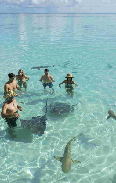 Stingray and shark swimming©_Grégoire Le Bacon