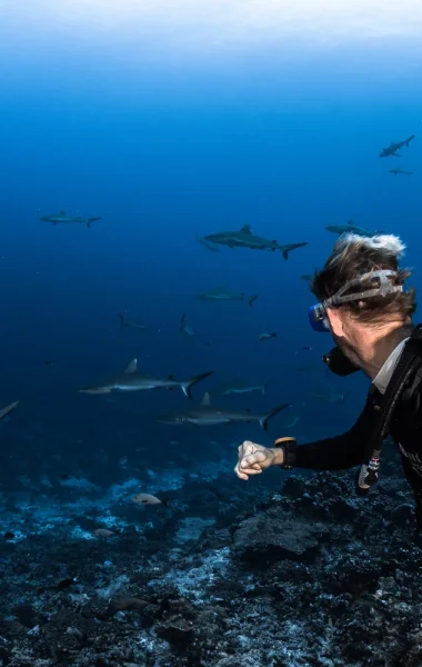 Shark wall diving ©Grégory Lecoeur