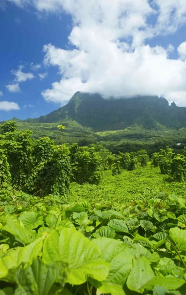 Mountain hiking on the island of Raiatea © Tahiti Tourisme