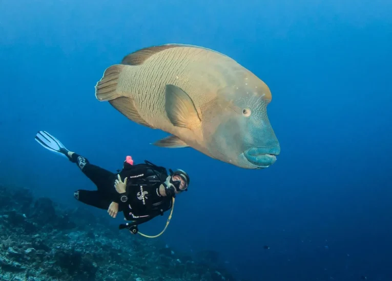 Diving with a Napoleon © Bernard Beaussier