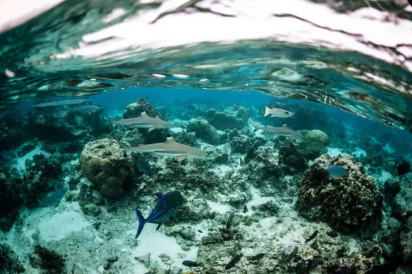 aquarium naturelle dans le lagon de bora bora © Myles McGuinness