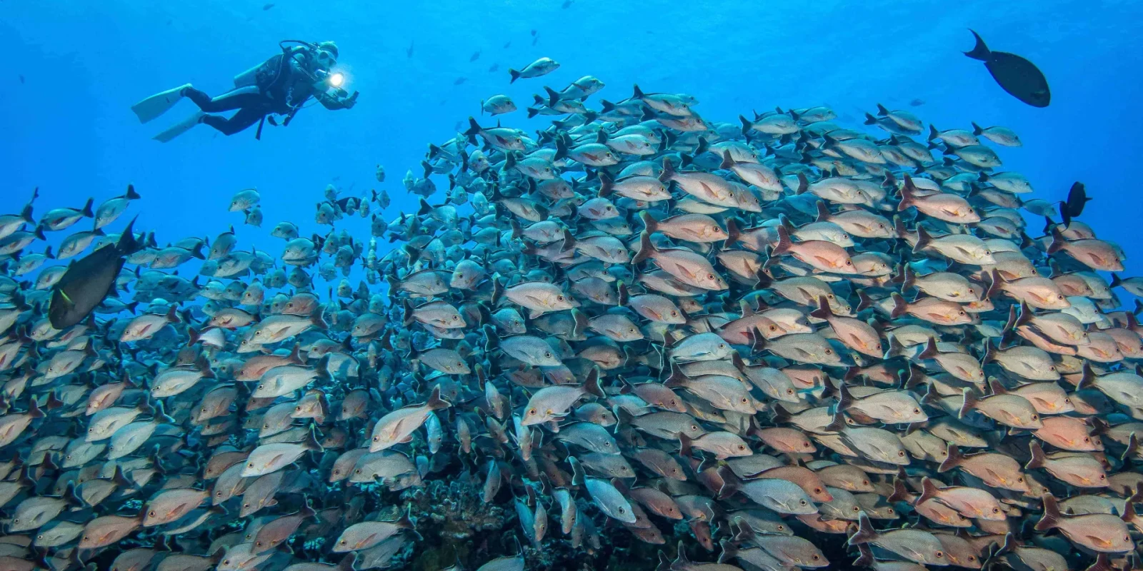 Plongée sous-marine à Rangiroa© Bernard Beaussier