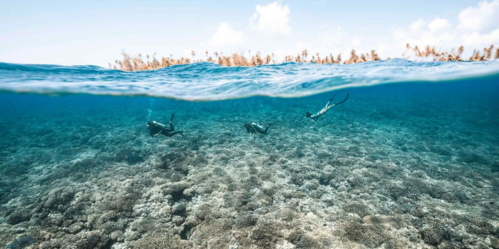 Plongée à Fakarava © Alexandre Voyer