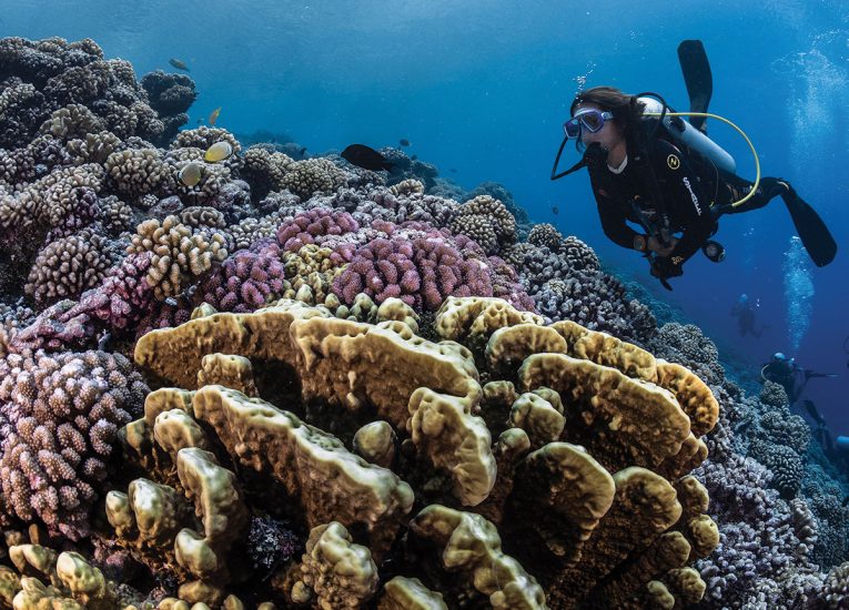 Diving and discovering the rich underwater world c Tahiti Tourisme