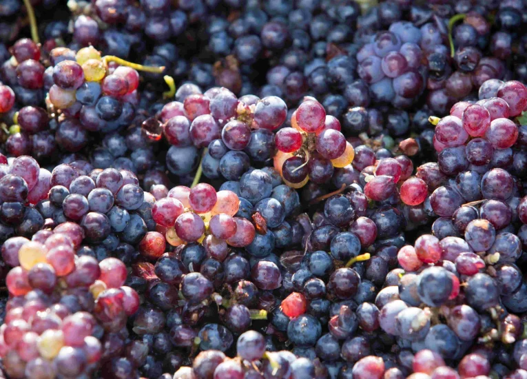 Grapes of Rangiroa © Grégoire Le Bacon