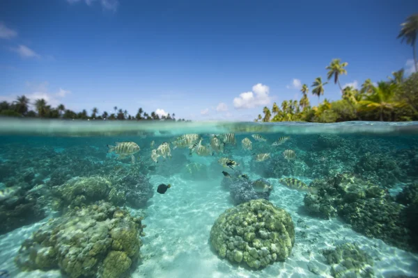 Jardin de Corail à Taha'a ©_Grégoire Le Bacon-2880x1920