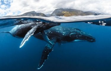 Whale Watching and Polynesian Dream
