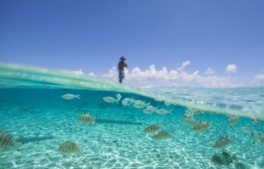 Whale Watching and Polynesian Dream