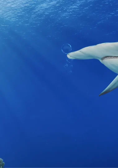 Aquatic activities in The Islands of Tahiti