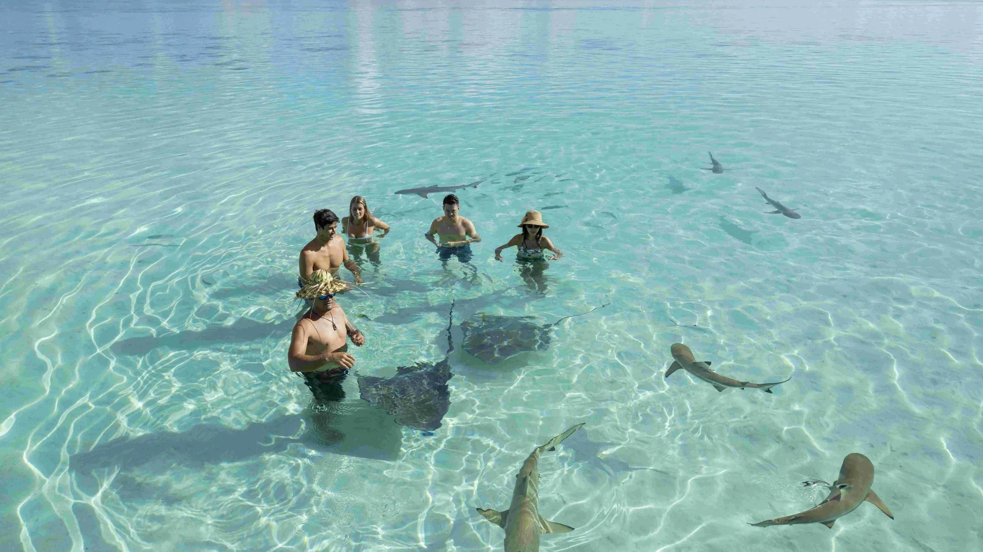 Stingray and shark swimming©_Grégoire Le Bacon