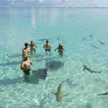 Stingray and shark swimming©_Grégoire Le Bacon