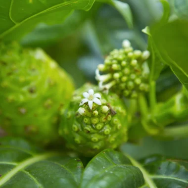 Tahitian Noni Juice © Tahiti Tourisme