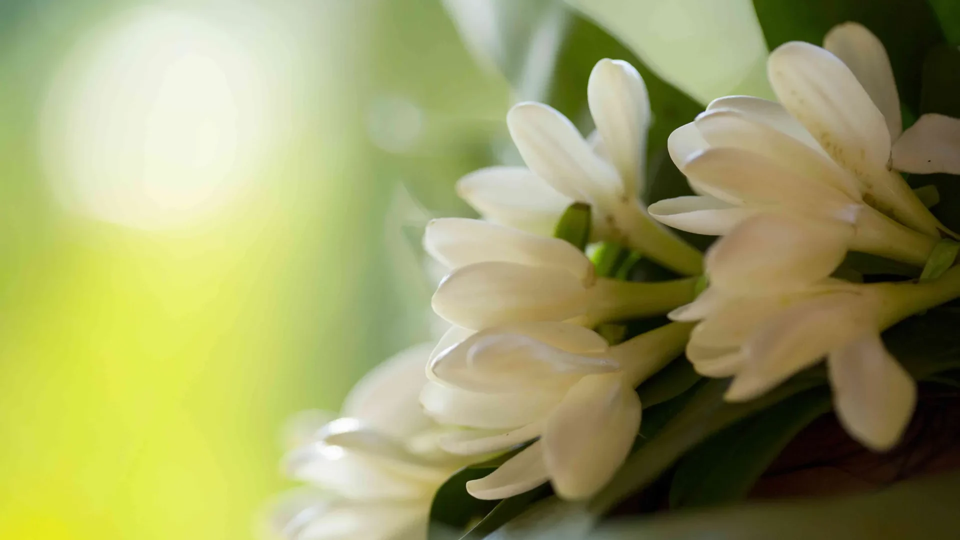 Tahitian gardenia c Tahiti Tourisme