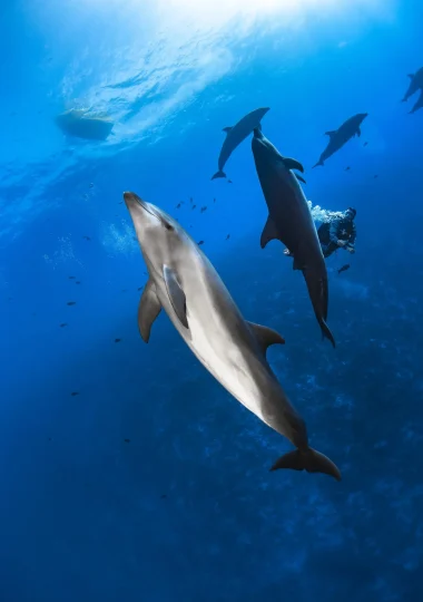 Observation de dauphins © Greg Lecoeur