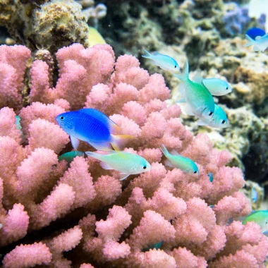 Corals and multicolored fish in The Islands of Tahiti © Stéphane Mailion / Service du Tourisme