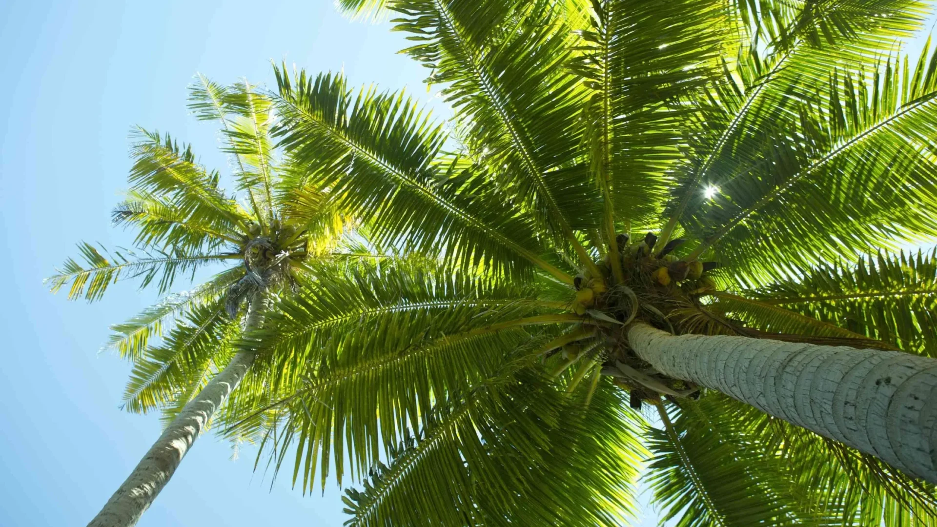 Tikehau palm tree © Tahiti Tourisme