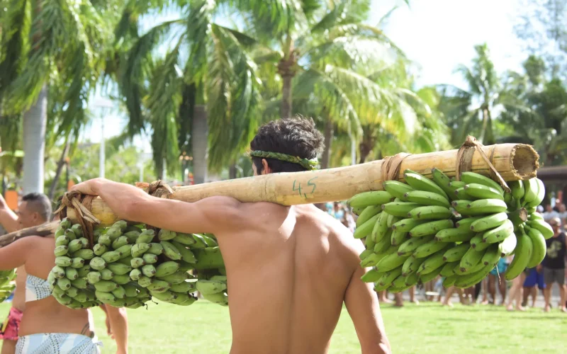Back fruit carrier with banana bunches © Teriitua Maoni