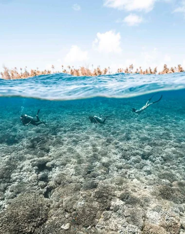 Plongée à Fakarava © Alexandre Voyer