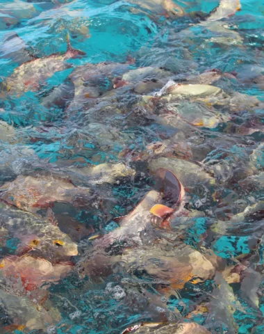 School of fish at Rangiroa ©Ranihei Teariki