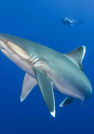 Reef sharks © Bernard Beaussier