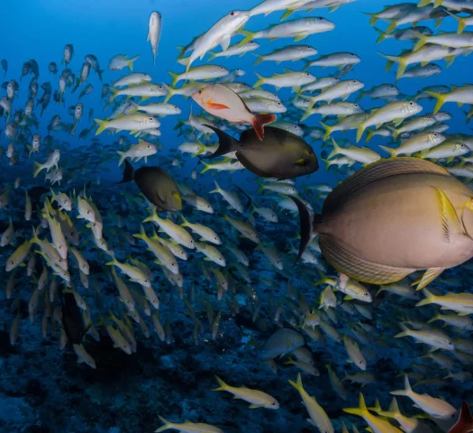 Fakarava's marine life © Frédérique Legrand