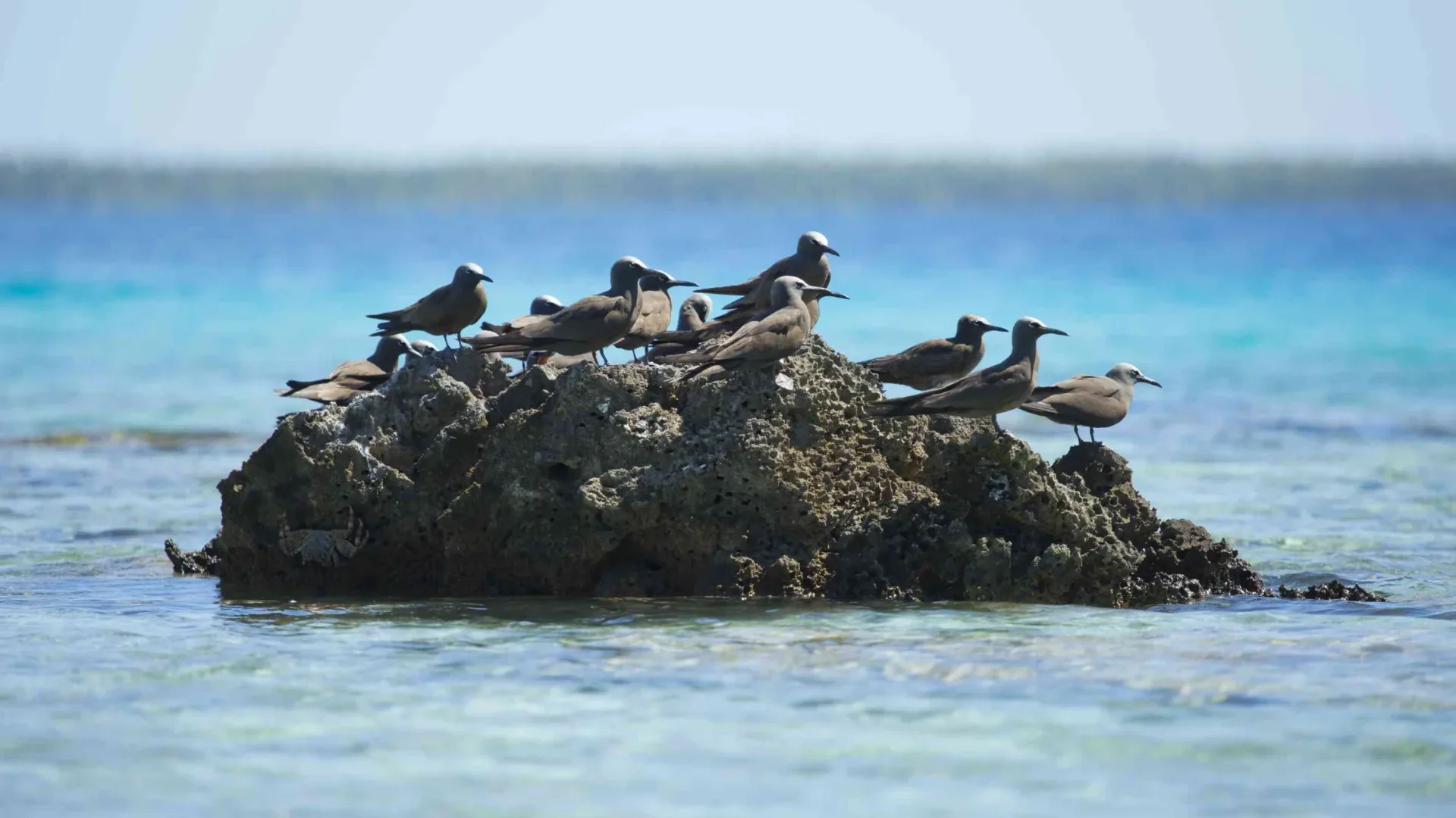 Group of birds on a rock in the sea © Tahiti Tourisme