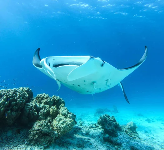 Manta ray © Denis Grosmaire