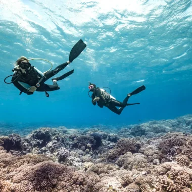 Diving Session © Alexandre Voyer