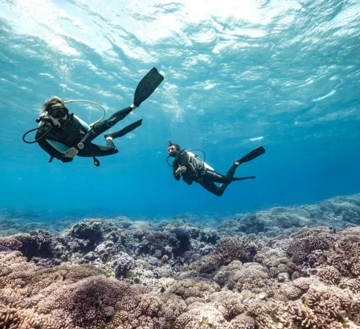 Diving Session © Alexandre Voyer