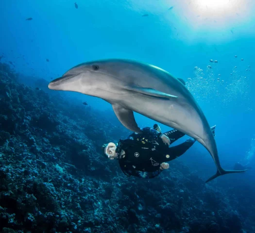 Diving with a dolphin© Bernard Beaussier