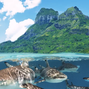 Diving in Bora Bora