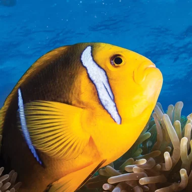 Diving in Huahine